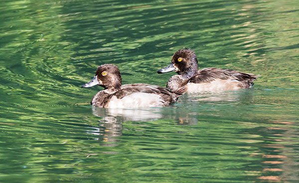 Ring-necked Duck Aythya collaris 