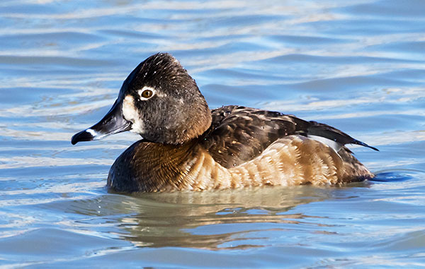 Ring-necked Duck Aythya collaris 