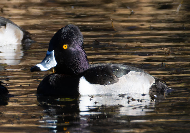 Ring-necked Duck Aythya collaris 