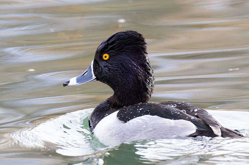Ring-necked Duck Aythya collaris 