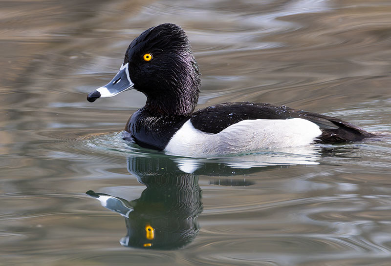 Ring-necked Duck Aythya collaris 