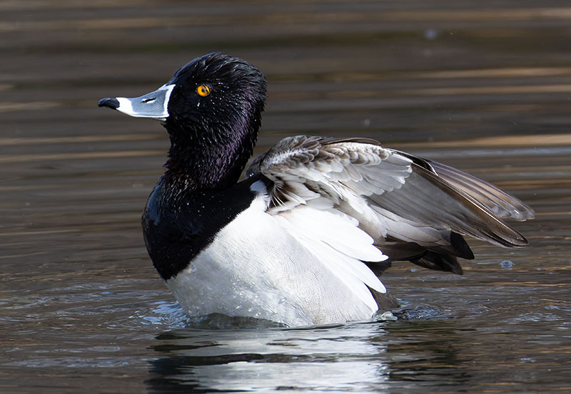 Ring-necked Duck Aythya collaris 