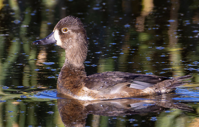 Ring-necked Duck Aythya collaris 