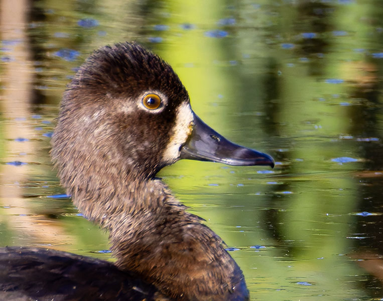 Ring-necked Duck Aythya collaris 