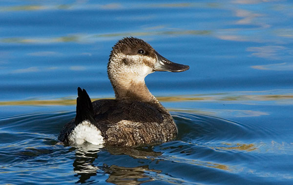 Ruddy Duck Oxyura jamaicensis