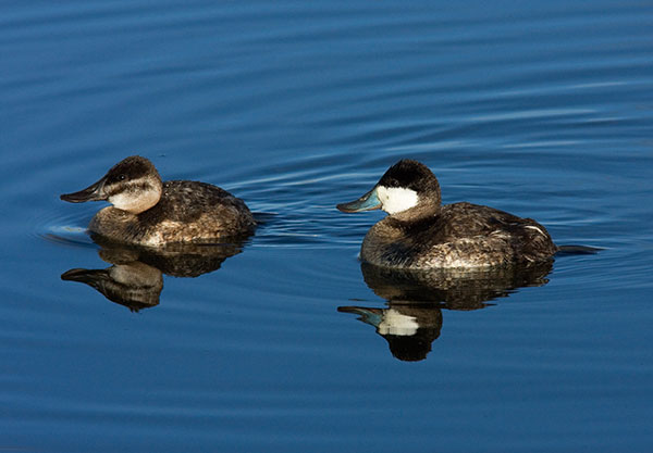 Ruddy Ducks Oxyura jamaicensis