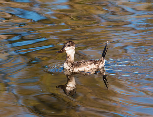 Ruddy Ducks Oxyura jamaicensis