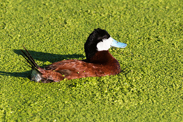 Ruddy Ducks Oxyura jamaicensis