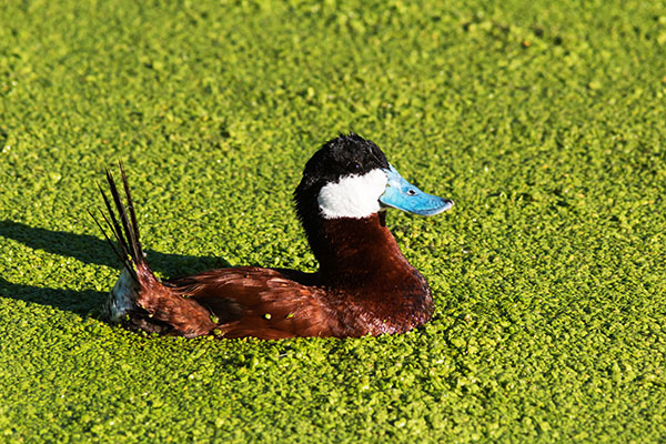 Ruddy Ducks Oxyura jamaicensis