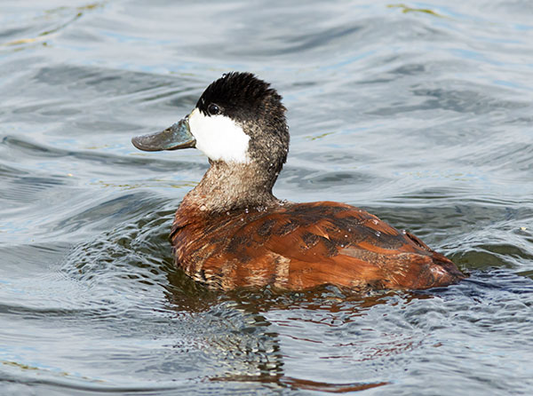 Ruddy Ducks Oxyura jamaicensis