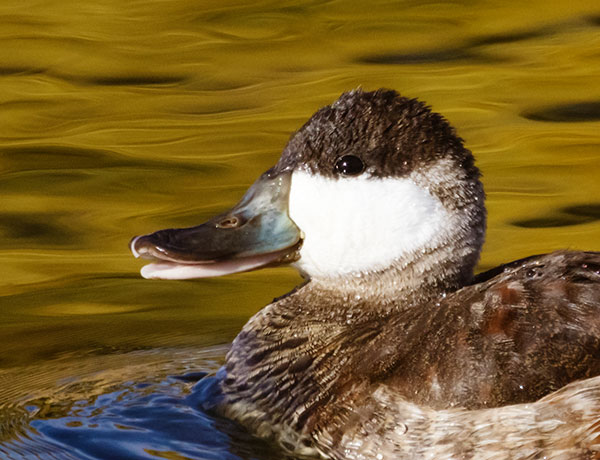 Ruddy Ducks Oxyura jamaicensis