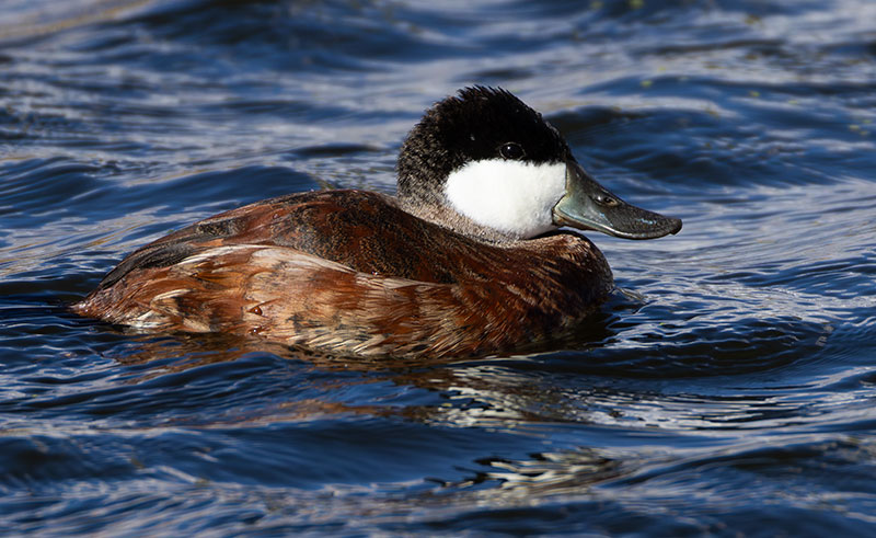 Ruddy Ducks Oxyura jamaicensis