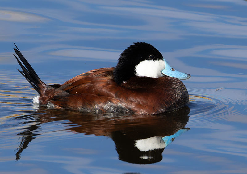 Ruddy Ducks Oxyura jamaicensis