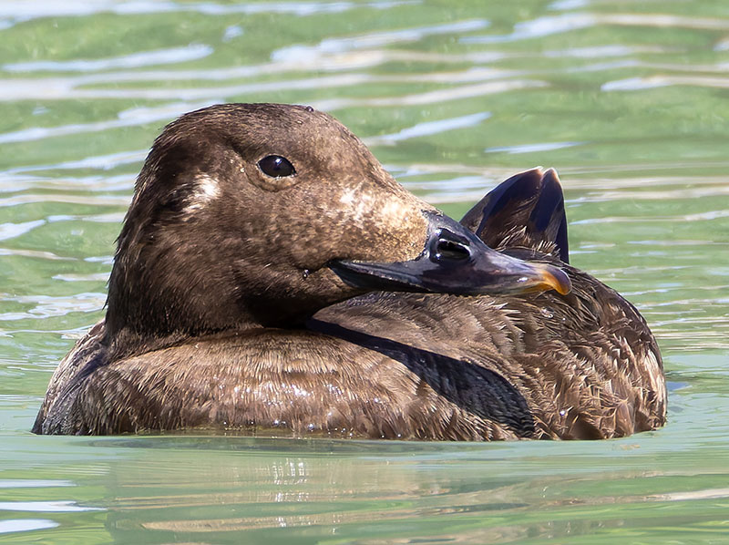 White-winged Scoter Melanitta deglandi