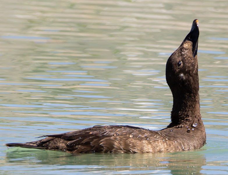 White-winged Scoter Melanitta deglandi