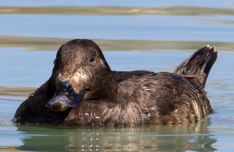 White-winged Scoter Melanitta deglandi