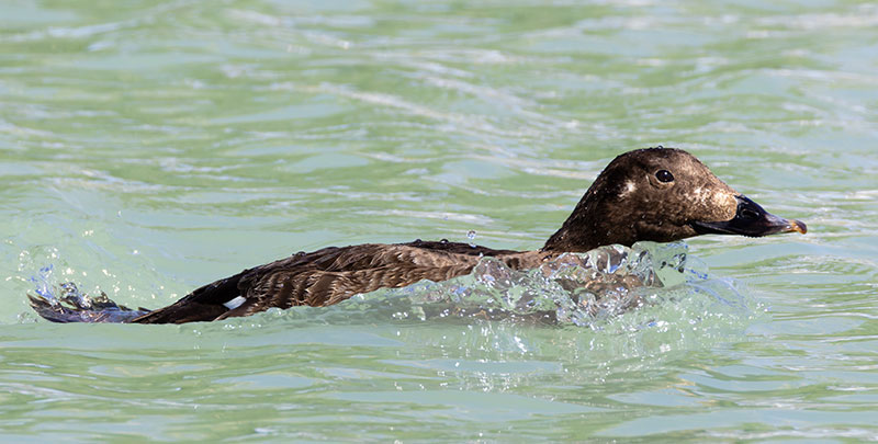White-winged Scoter Melanitta deglandi