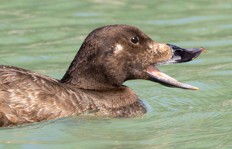 White-winged Scoter Melanitta deglandi
