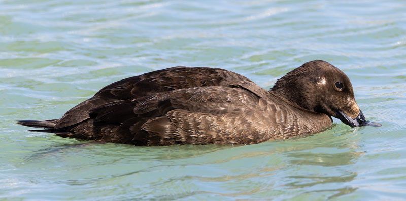White-winged Scoter Melanitta deglandi