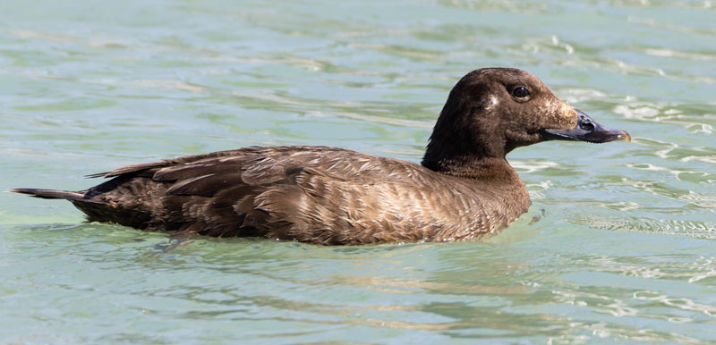 White-winged Scoter Melanitta deglandi