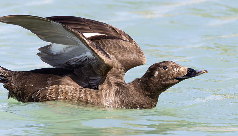 White-winged Scoter Melanitta deglandi
