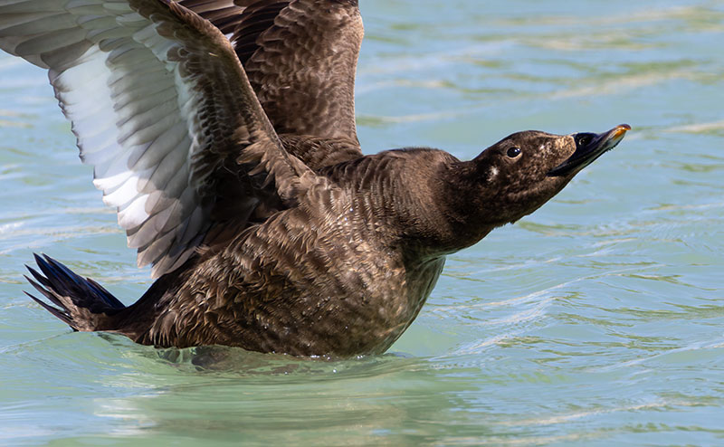 White-winged Scoter Melanitta deglandi