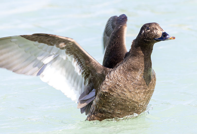 White-winged Scoter Melanitta deglandi