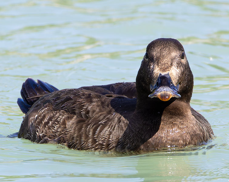 White-winged Scoter Melanitta deglandi