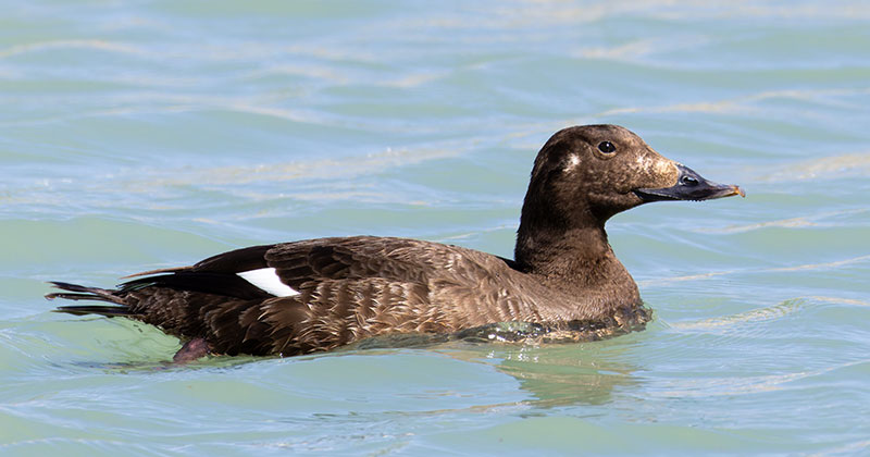 White-winged Scoter Melanitta deglandi