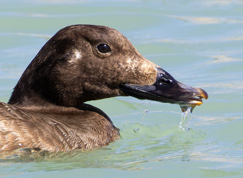 White-winged Scoter Melanitta deglandi