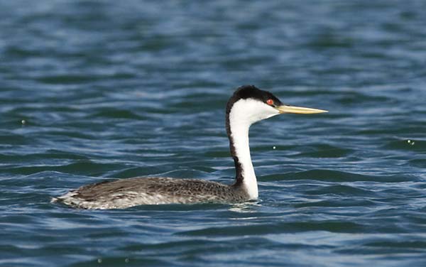Western Grebe Aechmophorus occidentalis