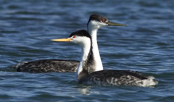 Western Grebe Aechmophorus occidentalis and Clark's Grebe Aechmophorus clarkii