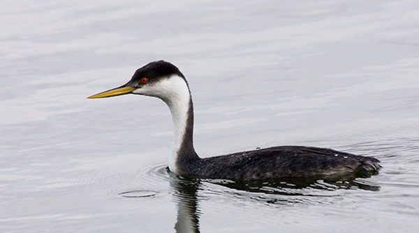 Western Grebe Aechmophorus occidentalis