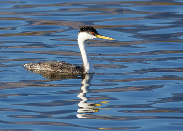 Western Grebe Aechmophorus occidentalis