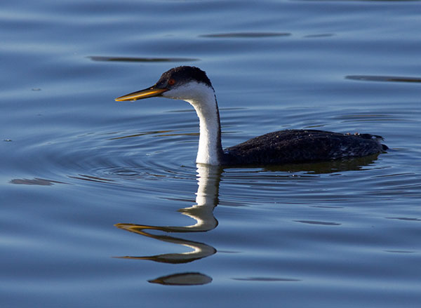 Western Grebe Aechmophorus occidentalis