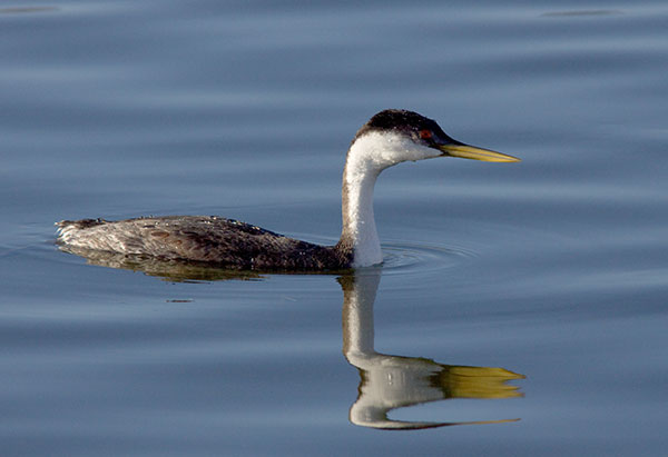 Western Grebe Aechmophorus occidentalis
