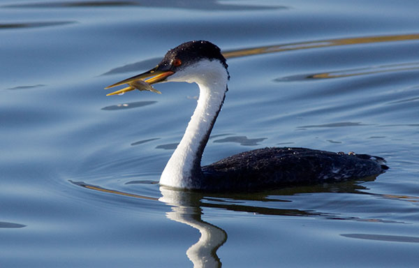 Western Grebe Aechmophorus occidentalis