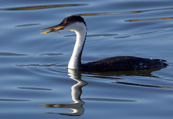 Western Grebe Aechmophorus occidentalis