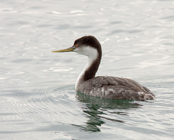 Western Grebe Aechmophorus occidentalis