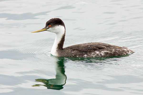 Western Grebe Aechmophorus occidentalis
