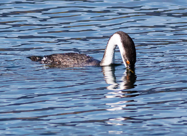 Western Grebe Aechmophorus occidentalis
