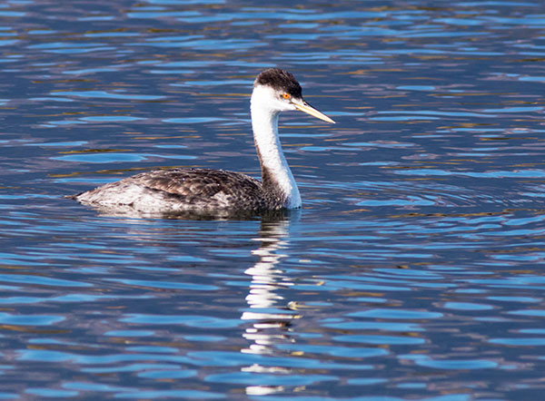 Western Grebe Aechmophorus occidentalis
