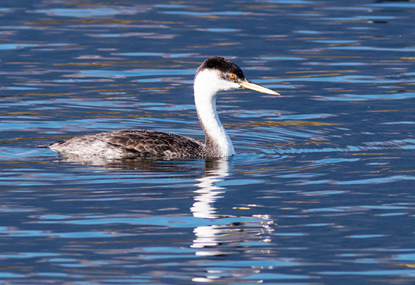 Western Grebe Aechmophorus occidentalis