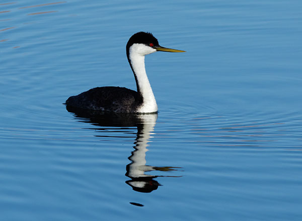Western Grebe Aechmophorus occidentalis