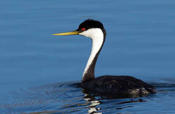 Western Grebe Aechmophorus occidentalis