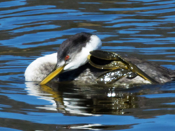 Western Grebe Aechmophorus occidentalis