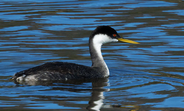 Western Grebe Aechmophorus occidentalis