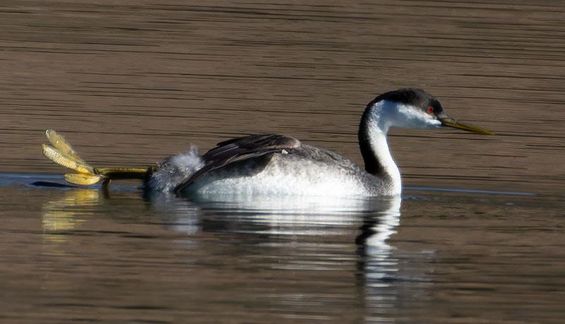 Western Grebe Aechmophorus occidentalis