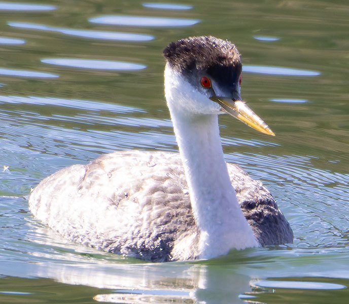 Western Grebe Aechmophorus occidentalis