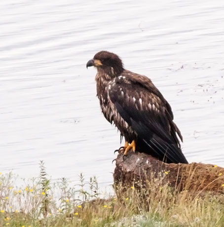Bald Eagle Haliaeetus leucocephalus